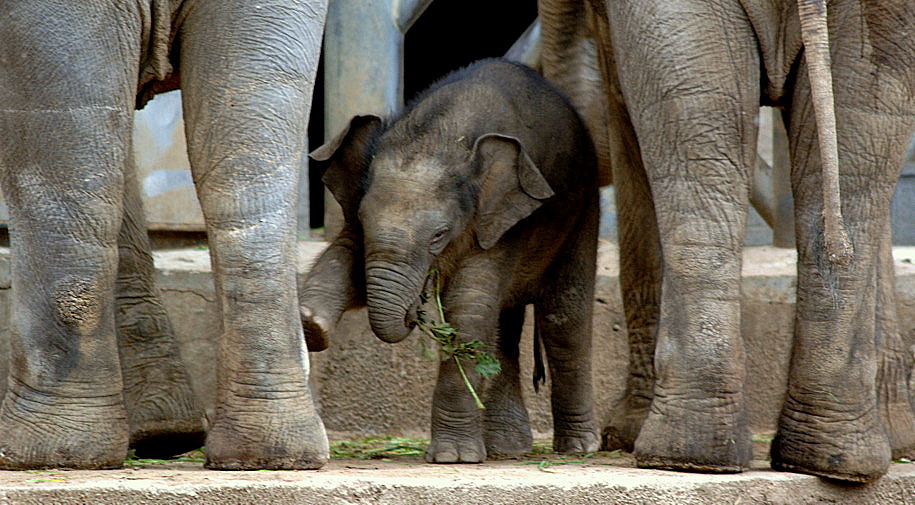Слоненок среди взрослых животных