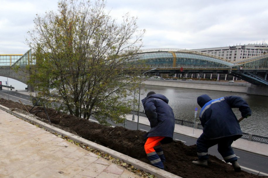 В Москве завершилась высадка деревьев