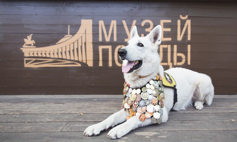 Музей Победы объявил конкурс на лучший портрет фронтовой собаки