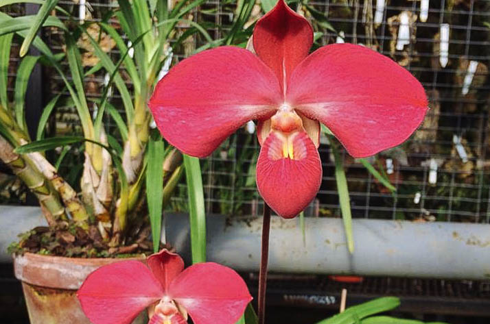 До 2 сентября в “Аптекарском огороде” можно увидеть очень редкую орхидею