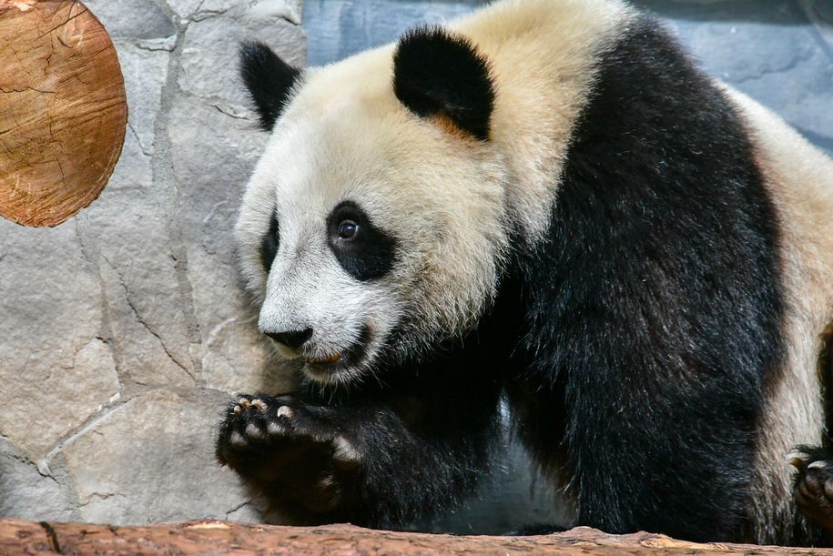 Китайских панд можно будет увидеть в московском зоопарке в рамках спецсеансов
