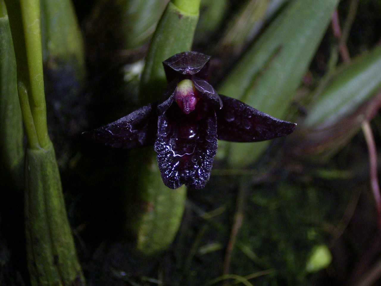 Чёрная орхидея-паук расцвела в “Аптекарском огороде”