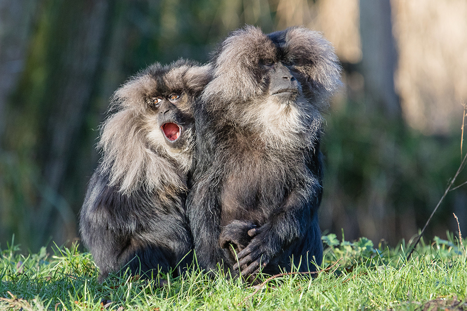 В зоопарке показали детенышей редких обезьян