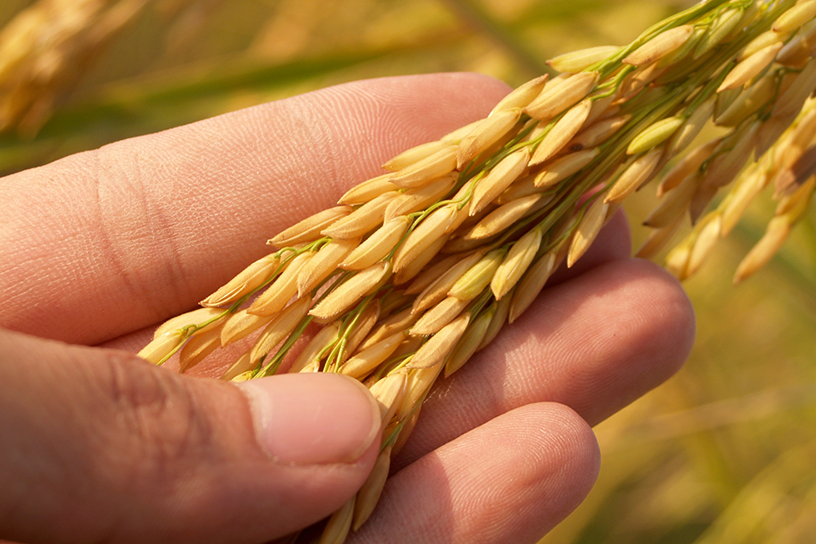 Урожай российского риса может упасть на 40%