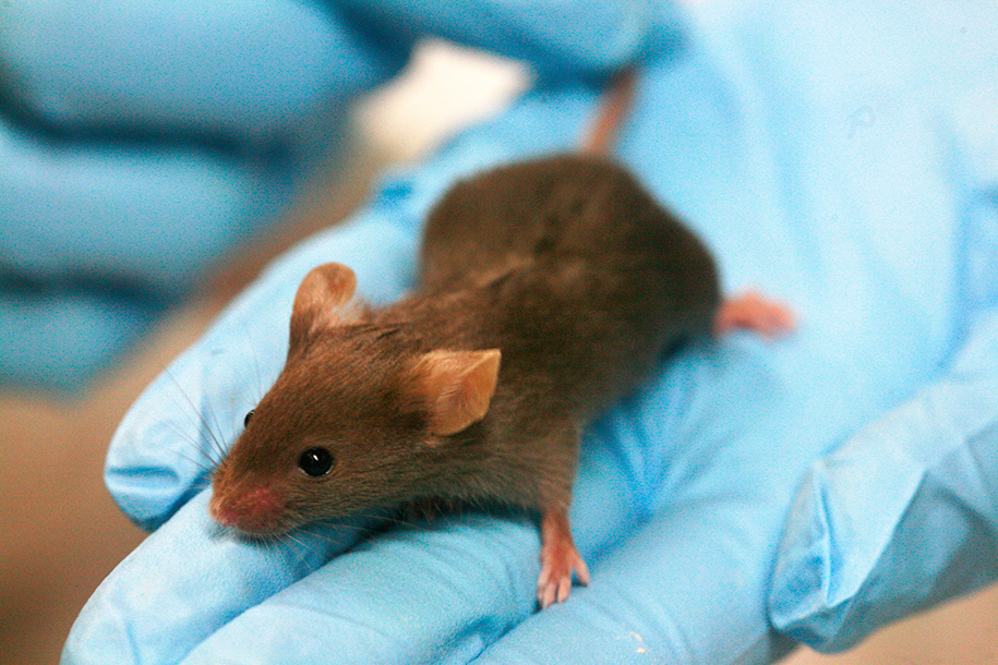 Вакцины в одну лапу усилили иммунный ответ у мышей