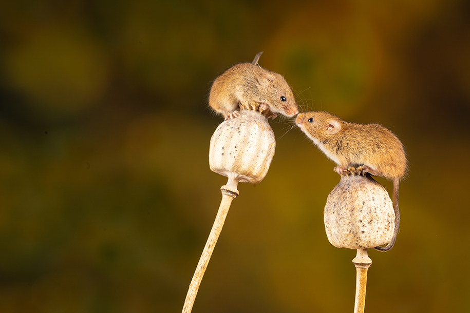 Ученые узнали, почему мыши боятся запаха бананов