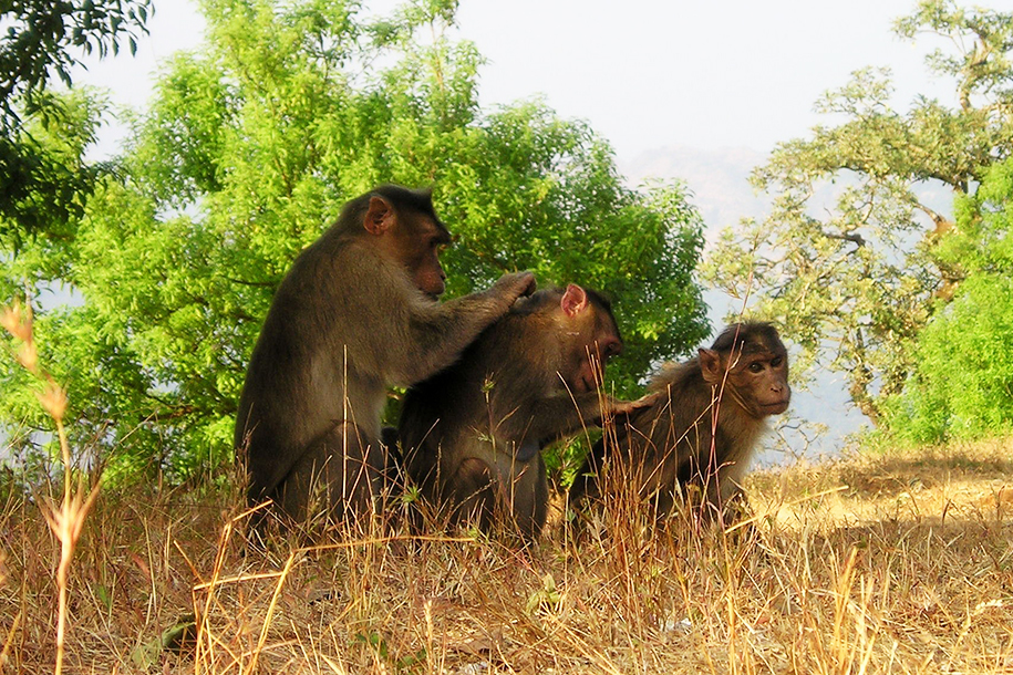 Растет число заболевших обезьяньей оспой