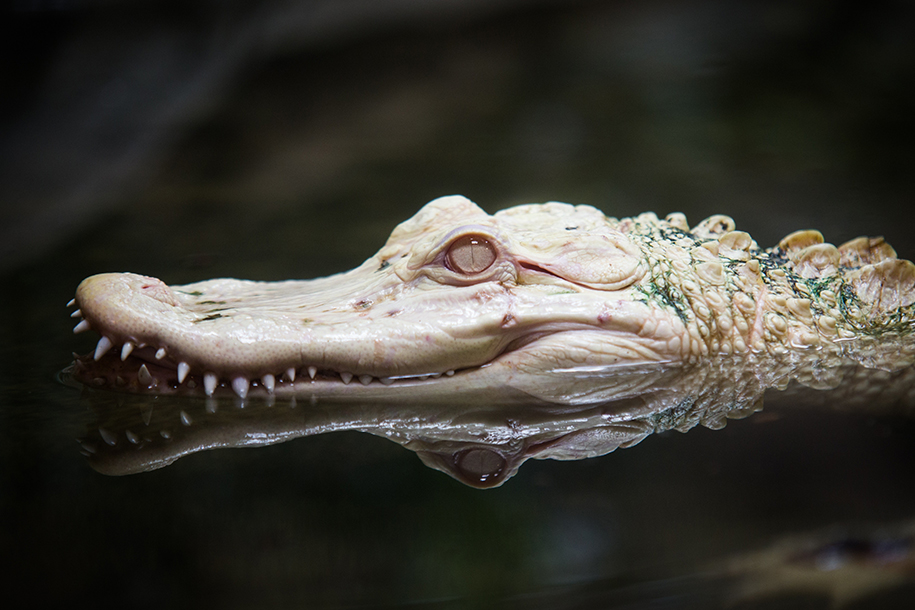 Беглого крокодила ловят в Ростовской области