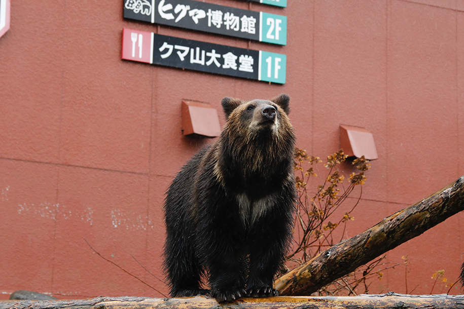 Японец спас мать и кота от медведя