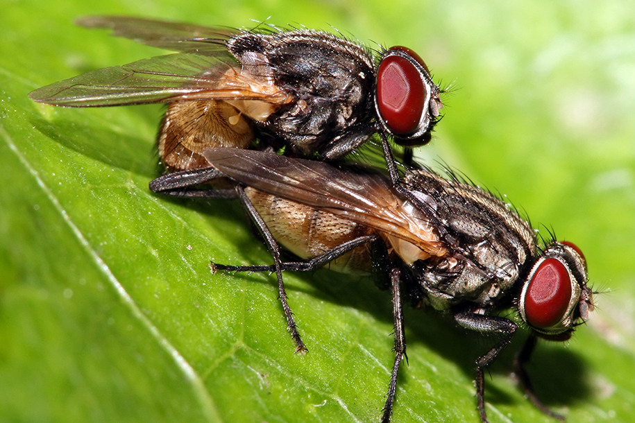 Ученые выяснили, как самцы мух стали некрофилами