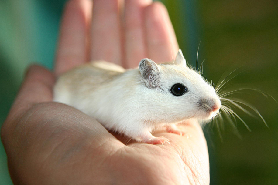 У мышей без Y-хромосомы появились болезни сердца