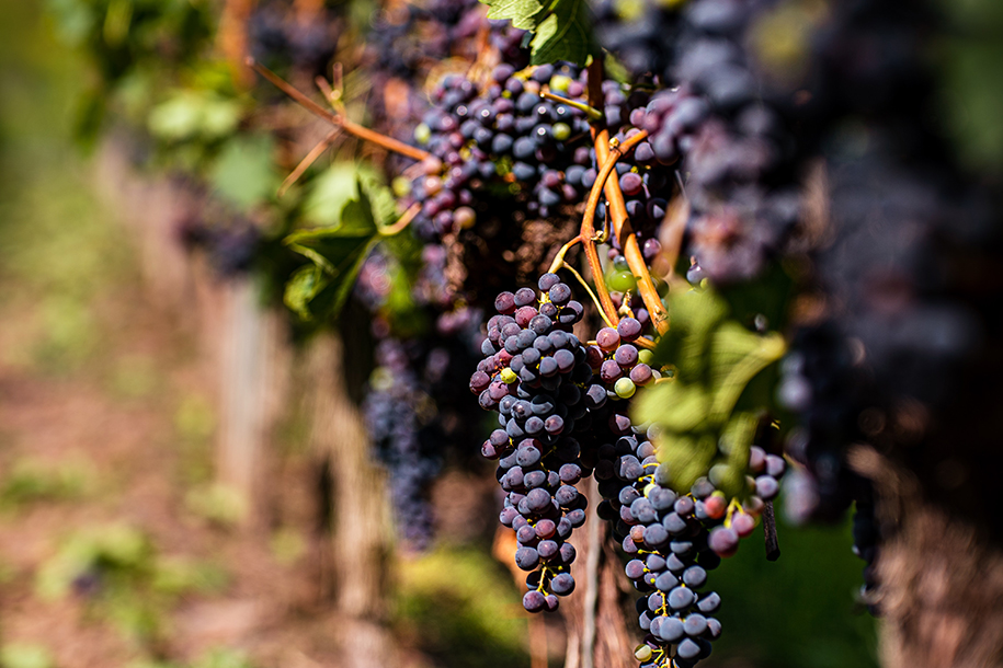 В России ожидается прирост урожая винограда