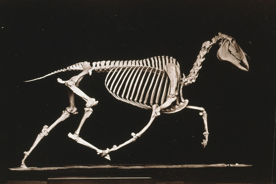 В Зоологическом музее МГУ дети соберут модель скелета лошади