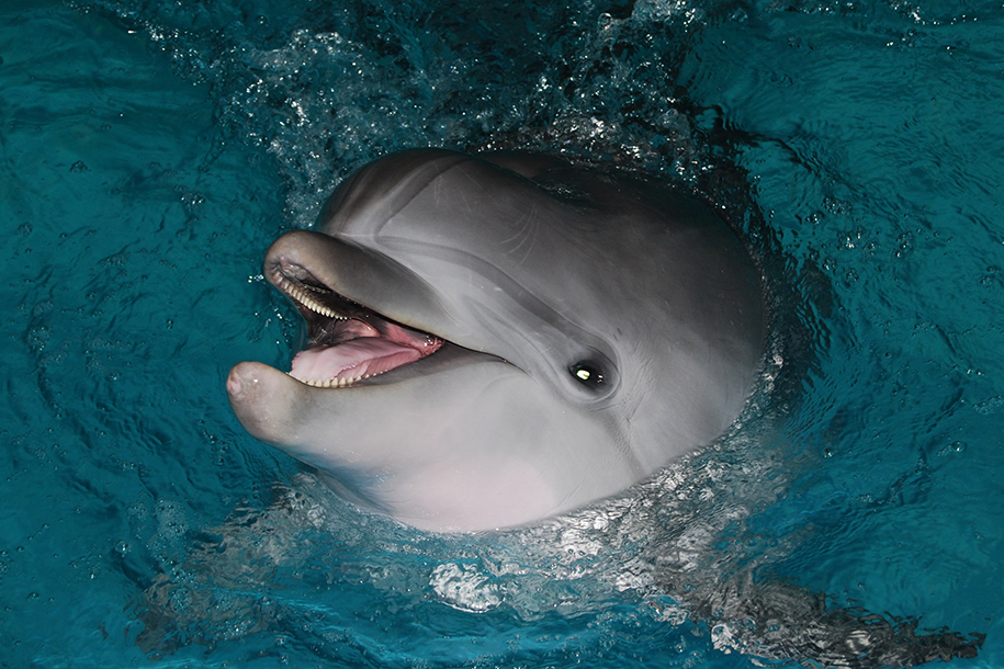 Шум из-за людей мешает дельфинам общаться