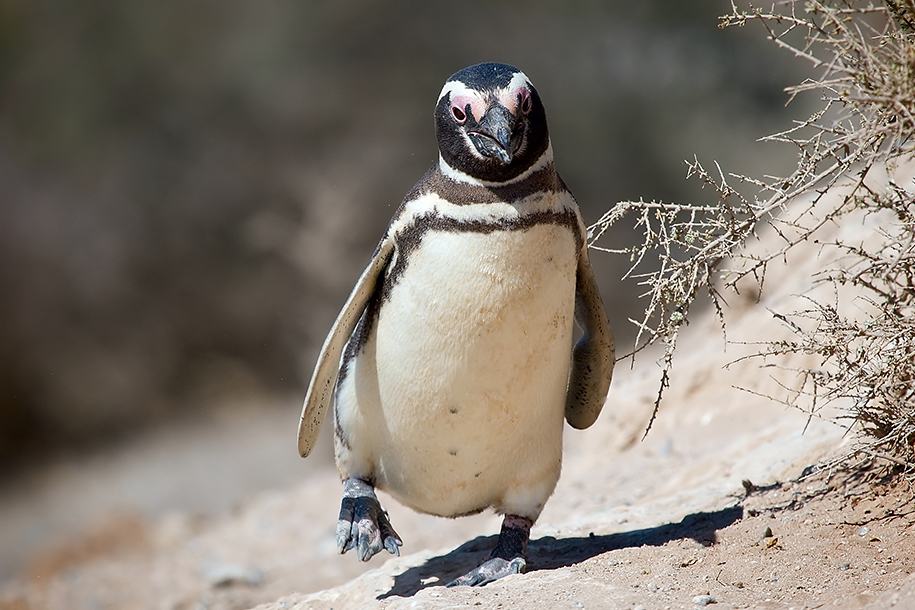 Крупная колония пингвинов может погибнуть из-за жары