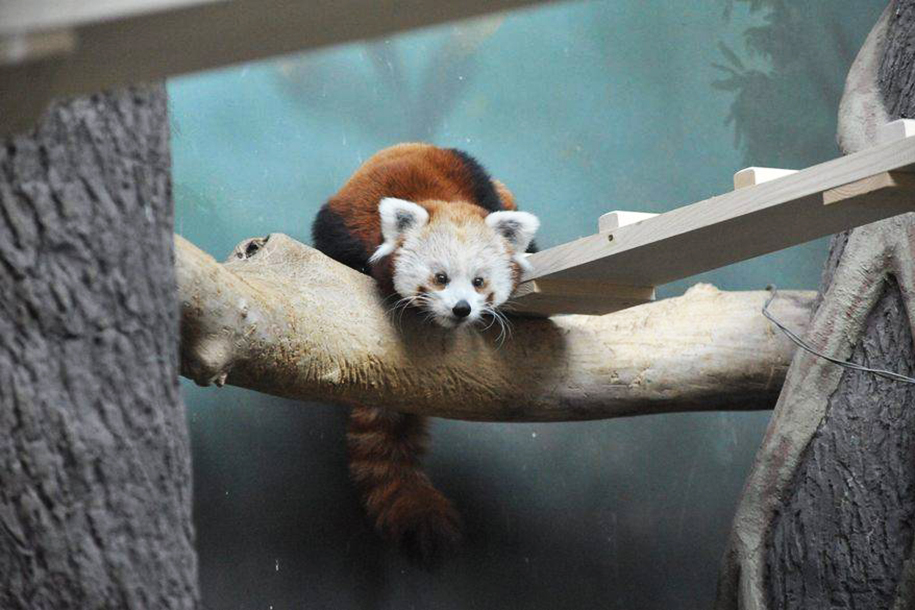 Зоопарк принимает игрушки для животных в обмен на бесплатное посещение