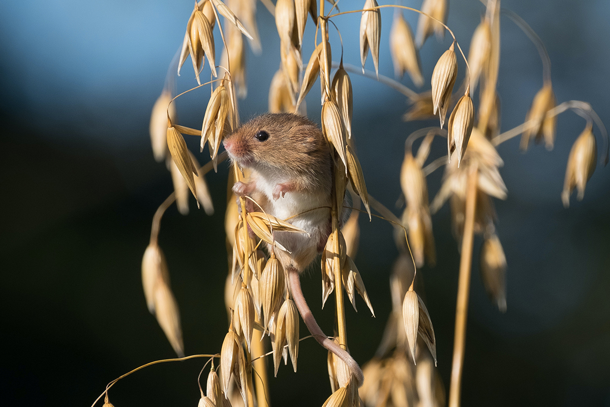 Посевам на Ставрополье угрожают мыши-вредители