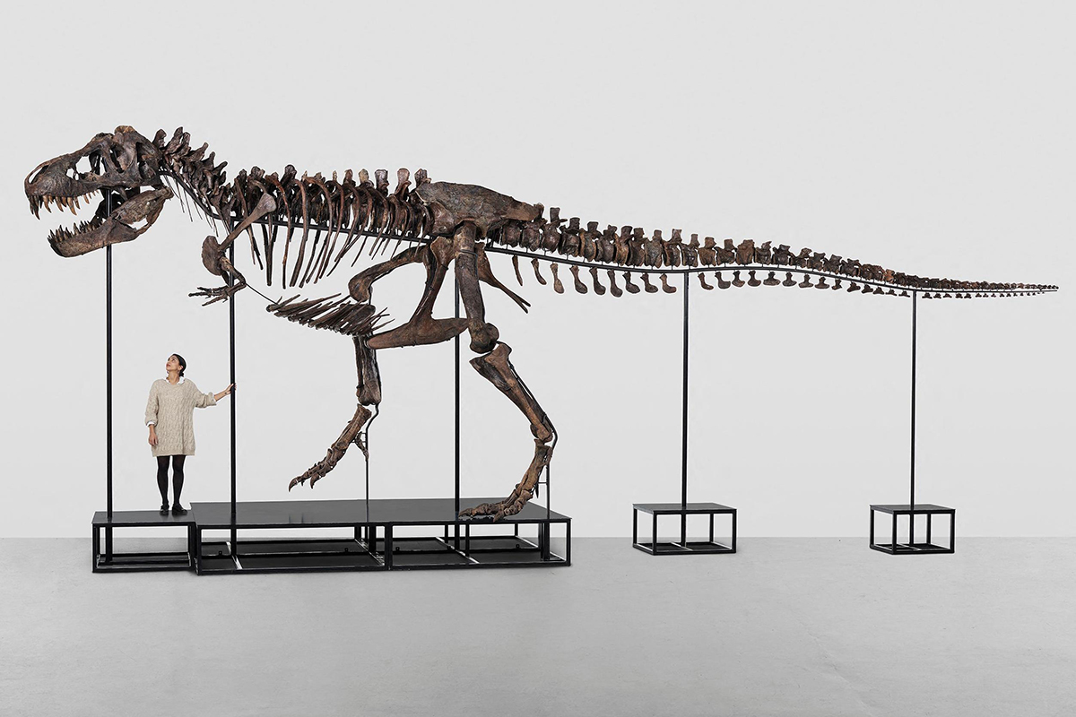 Скелет тираннозавра ушёл с молотка за 6 млн долларов