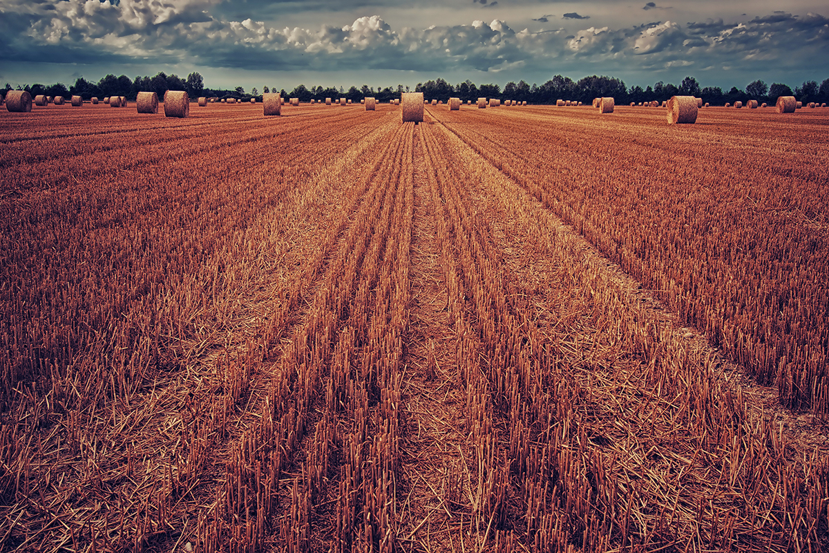 Плановый урожай зерна оценивается в 120 млн тонн