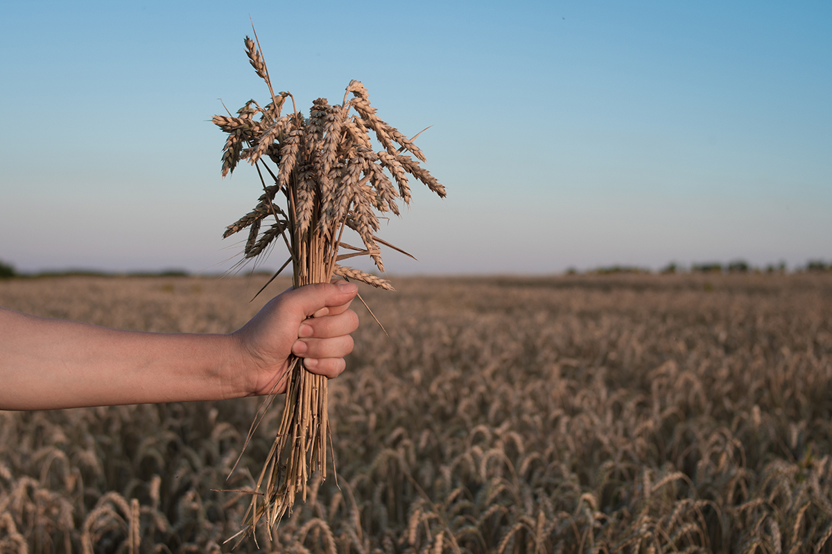 На поддержку производителей зерна направят ещё 10 млрд рублей