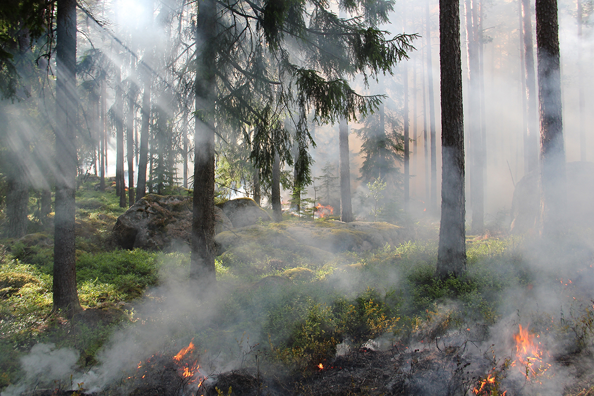 Площадь пожаров в лесах Свердловской области сократилась