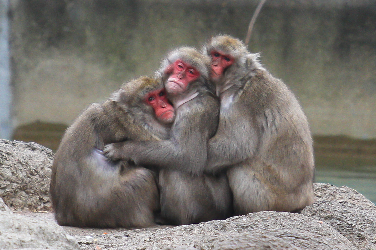Зоопарк во Владивостоке ищет обнимателя обезьян
