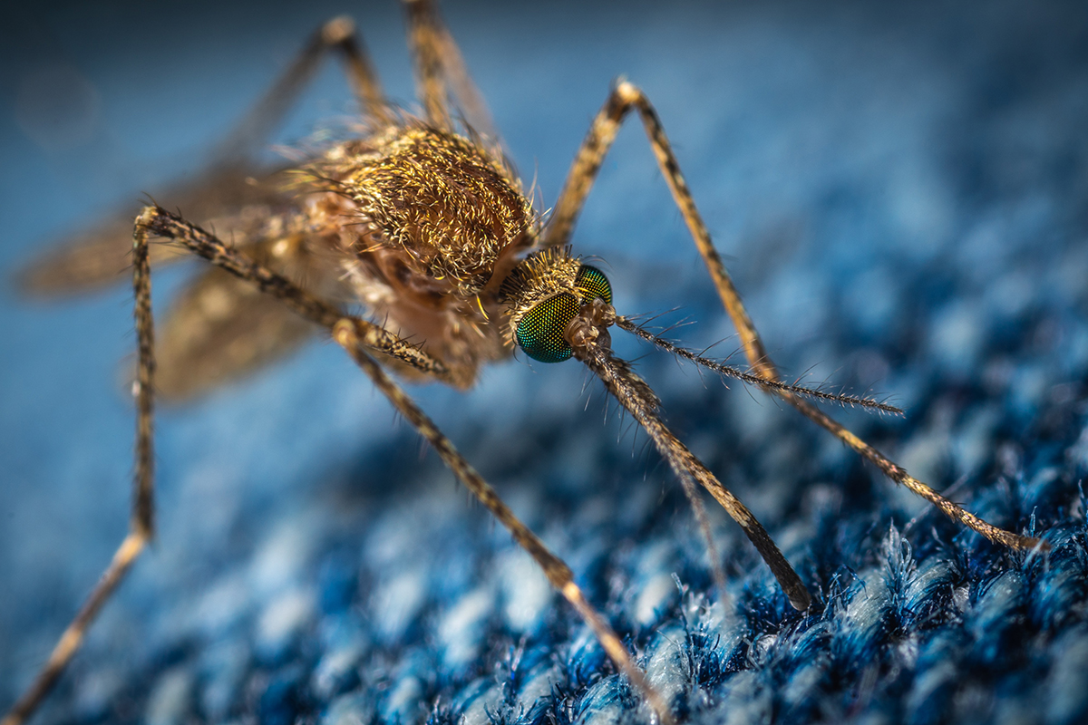 Учёные создали легкую ткань, непроницаемую для комаров