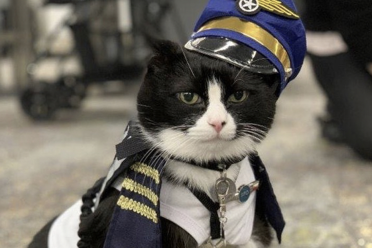 Добрый кот поступил на службу в аэропорт