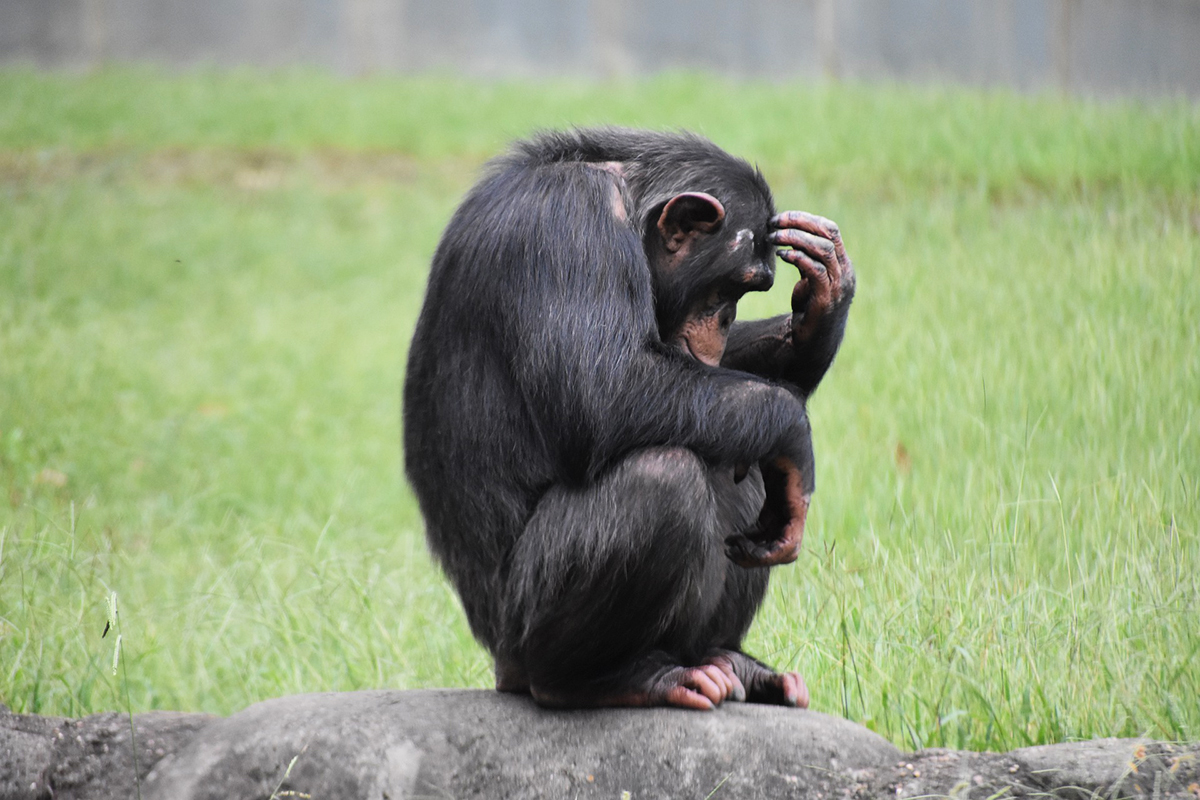 Учёные нашли связь между мастурбацией и эволюцией приматов