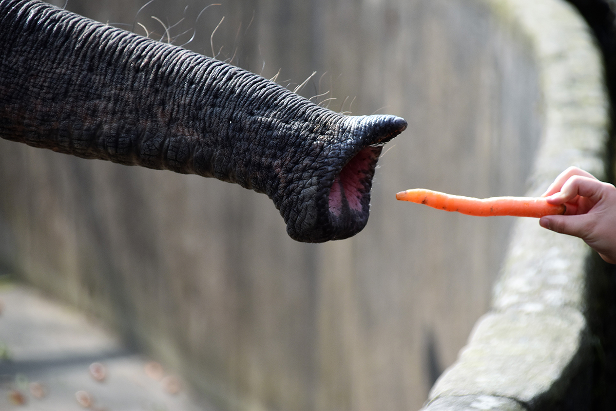 Учёные рассказали, зачем слонам усы