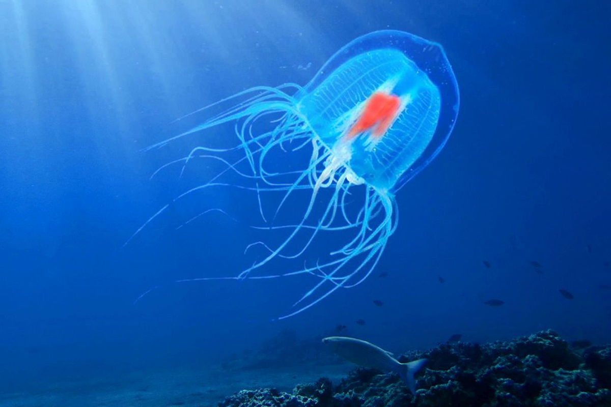 В океане нашли бессмертную медузу