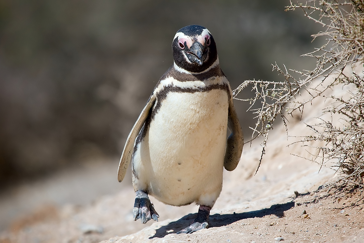 На побережье Уругвая выбросило 2 тысячи мертвых пингвинов