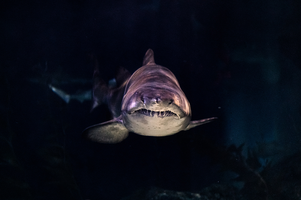 Учёные выяснили, что гигантские акулы теплокровные