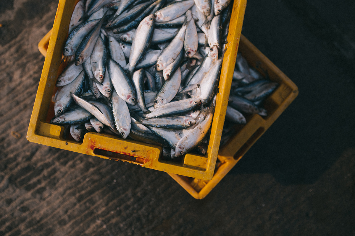 Импорт рыбной продукции в РФ вырос