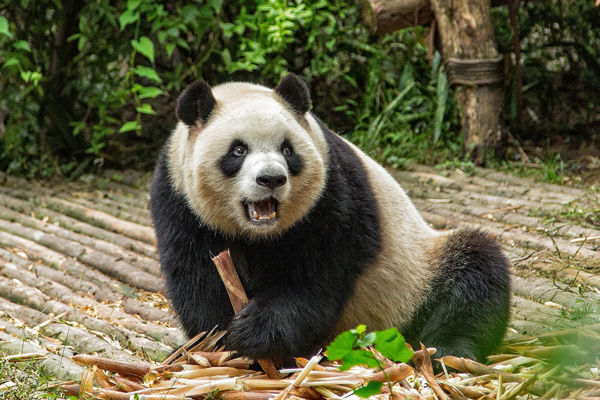 Панда всех времен и народов. Продолжительность жизни панды в природе.