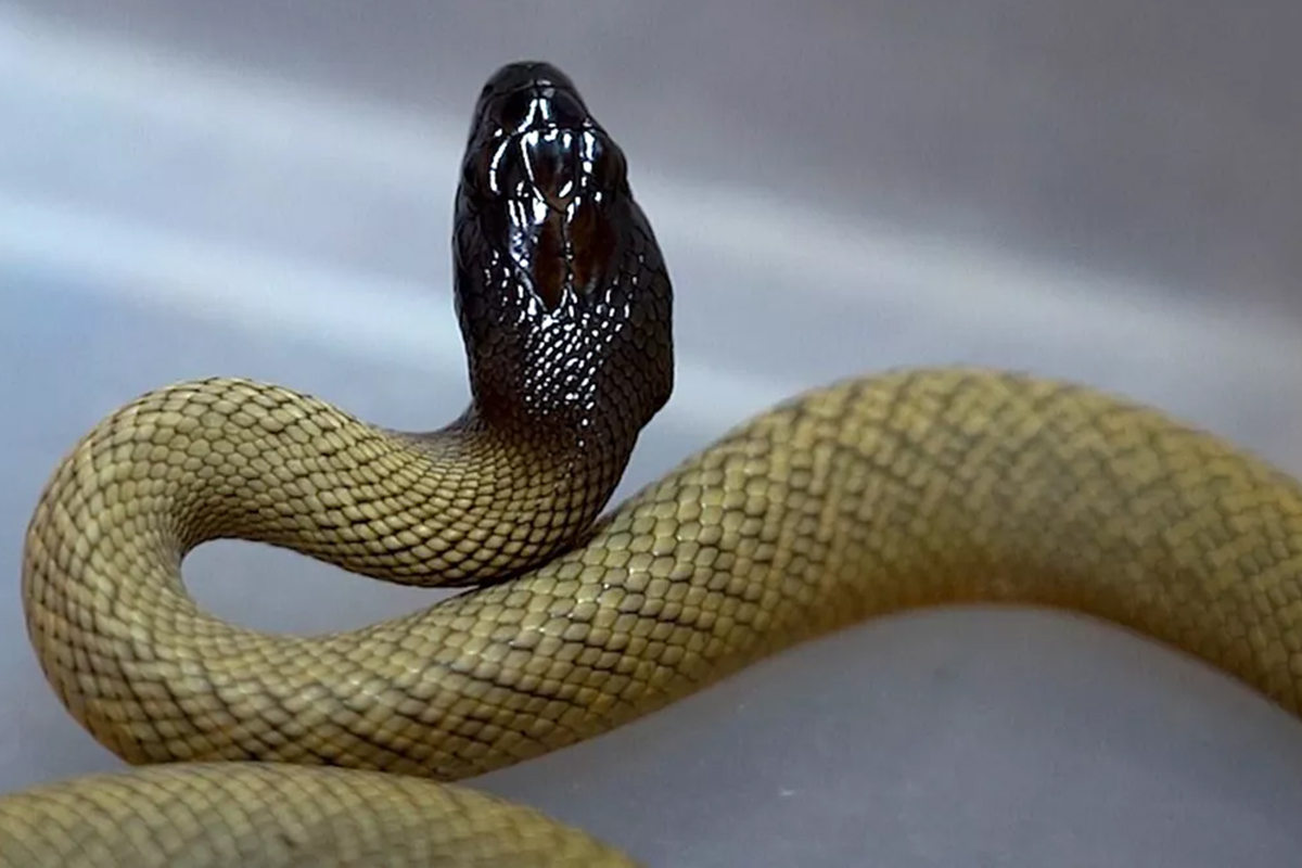 В Московском зоопарке проходит выставка самых ядовитых змей в мире