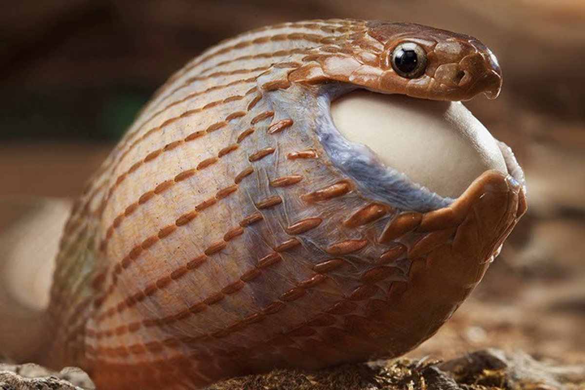 Африканская яичная змея проглатывает добычу в 4-5 раз больше ее веса