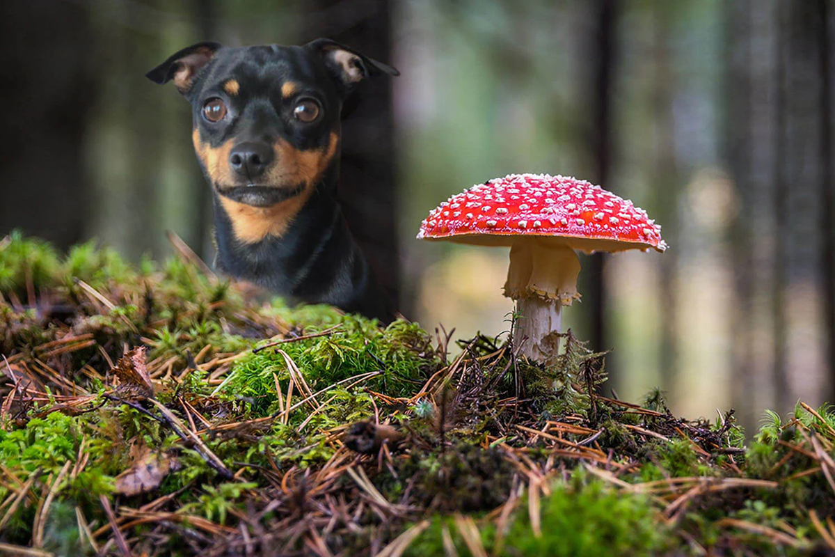 Миколог назвал опасные грибы для домашних животных