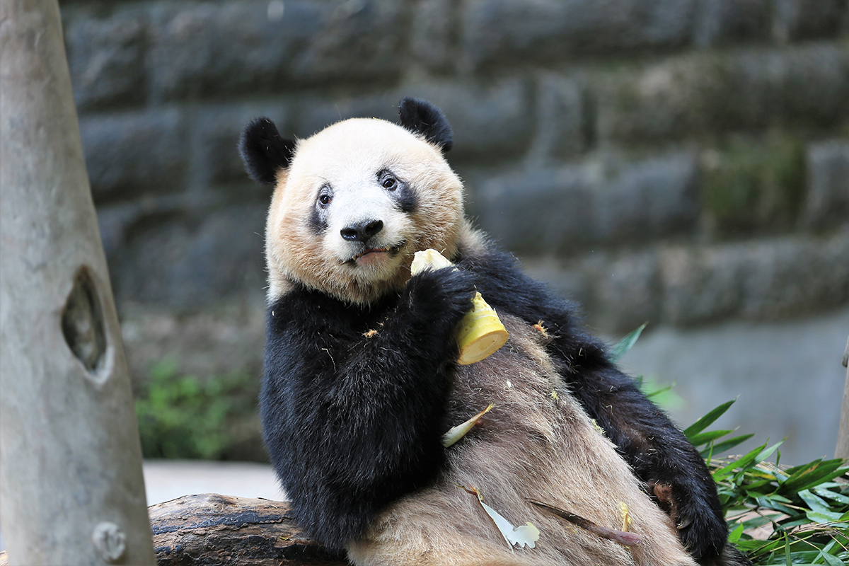 В московском зоопарке закрыли проход в павильон с большими пандами