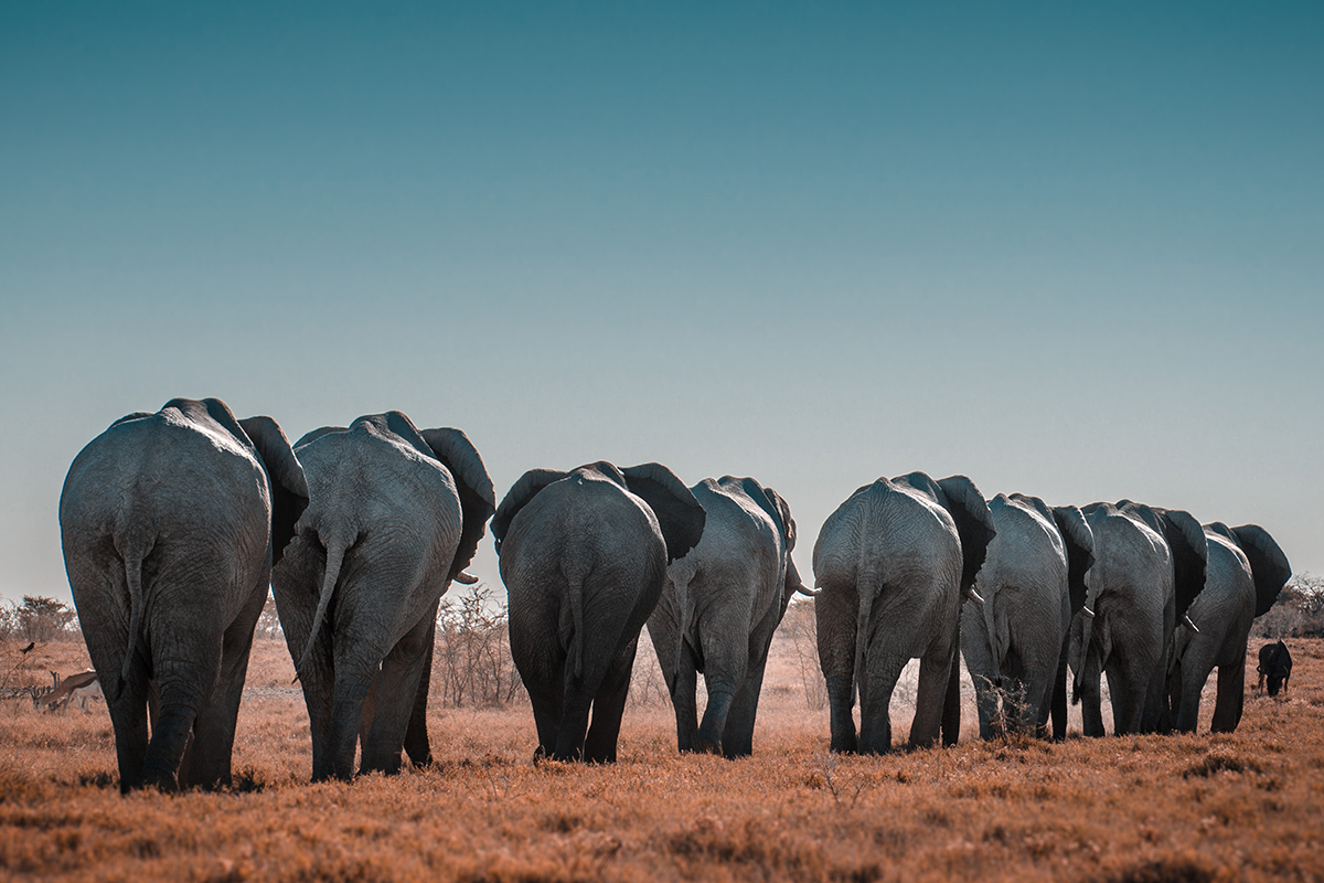 Слоны обращаются друг к другу по имени
