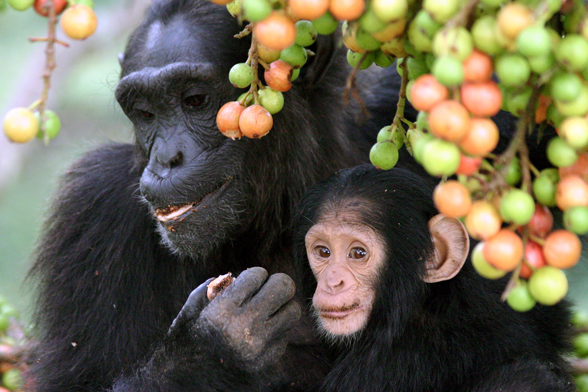Ученые обнаружили менопаузу у шимпанзе