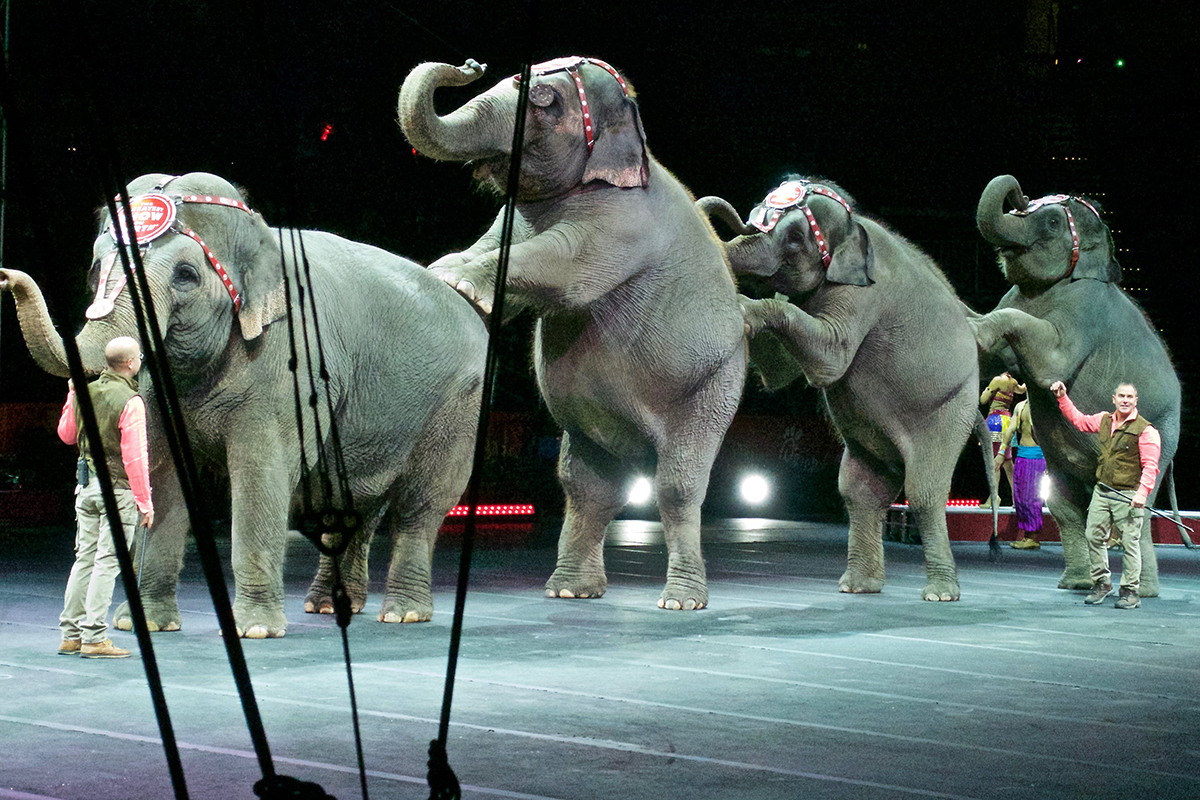 В Госдуме обсудят участь цирковых животных