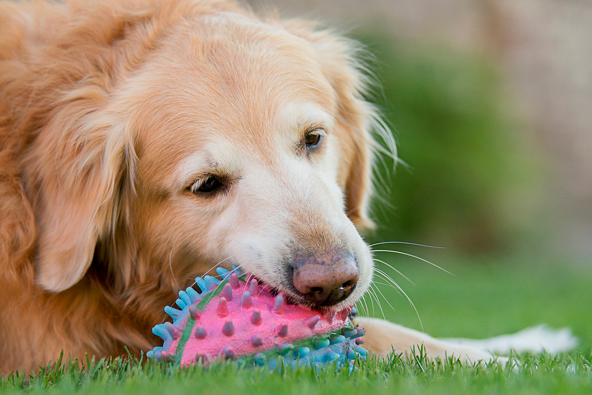 Жевание помогает улучшить рабочую память собак
