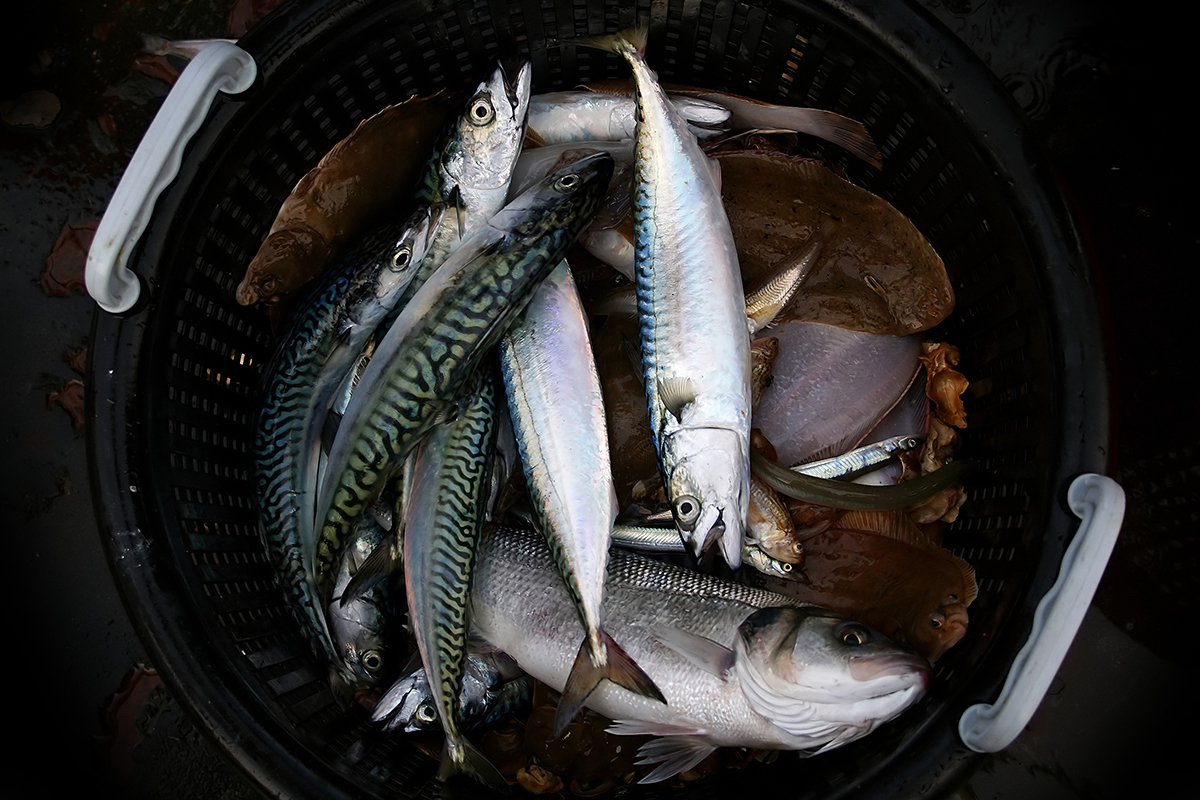 Росрыболовство выступило против импорта фарерской рыбы