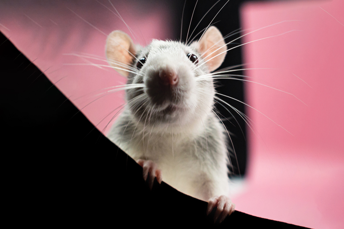 Эмбриологи ННГУ вывели мышей-мутантов без патогенов