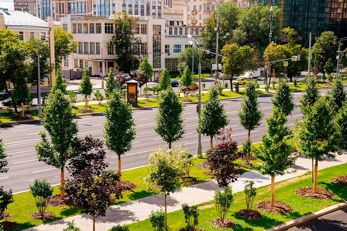 Тысячи деревьев украсят магистрали Москвы до конца года — Собянин