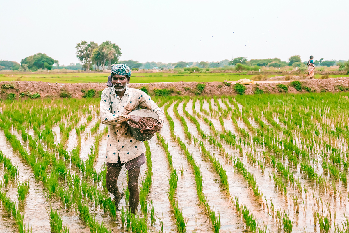 Россельхознадзор временно ограничил импорт индийского риса