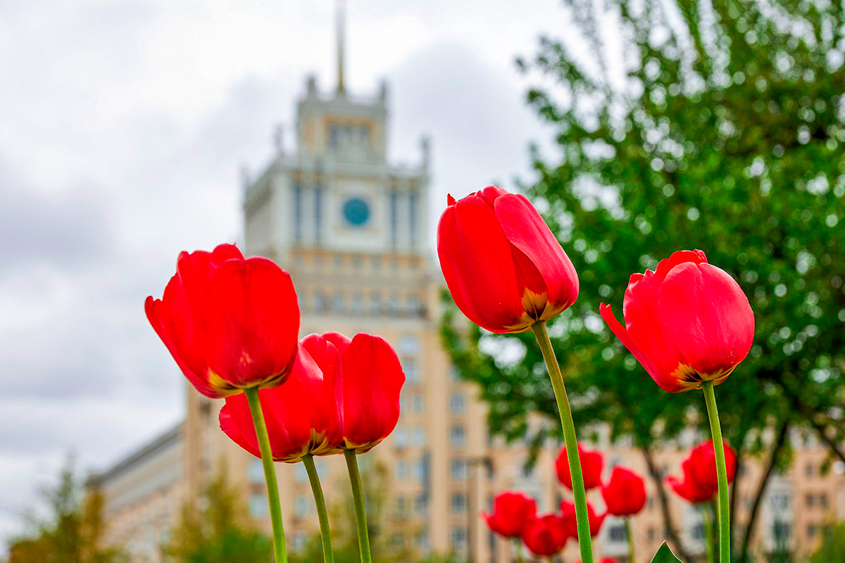 Зима близко: в Москве высаживают тюльпаны