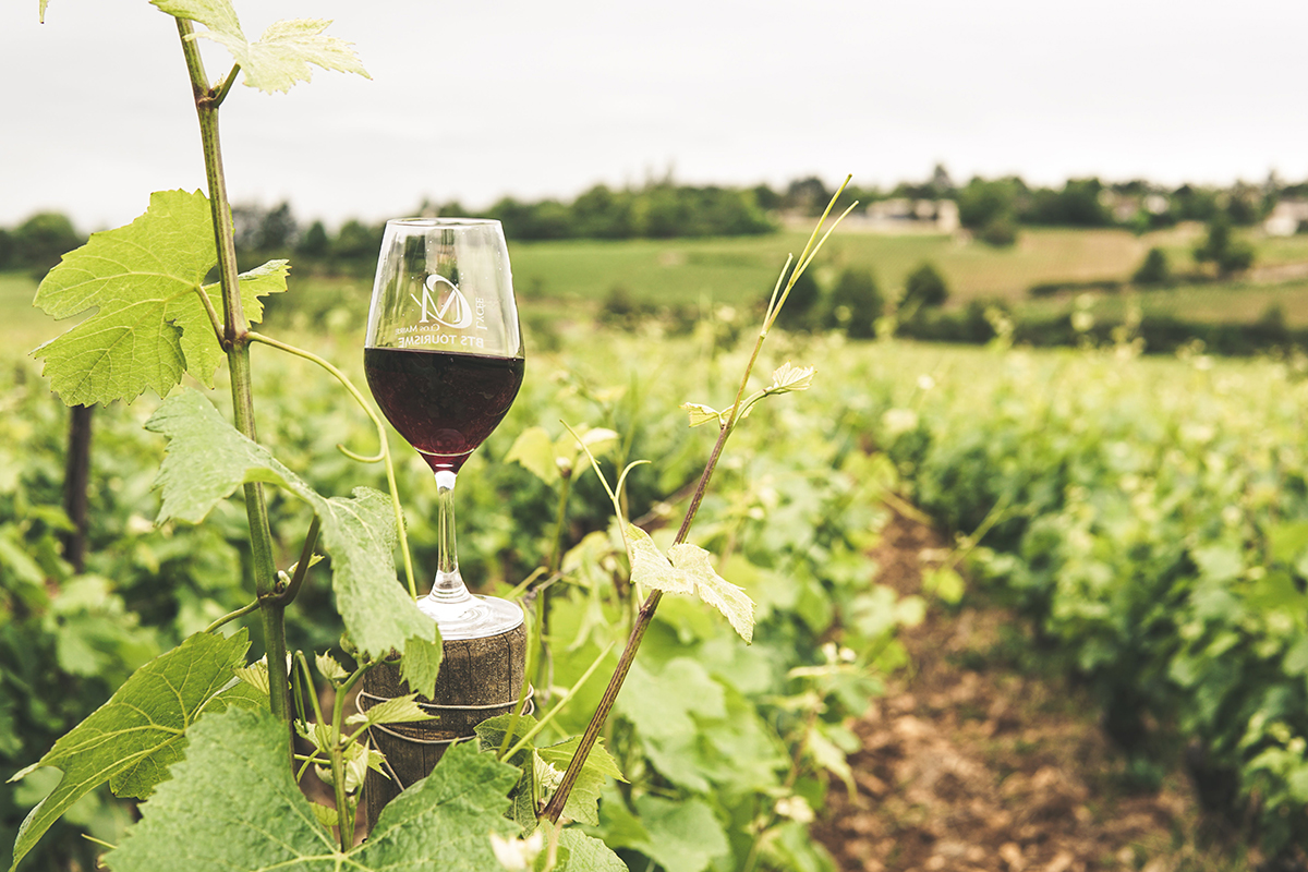 У «Фанагории» снизился сбор урожая винограда на 22%