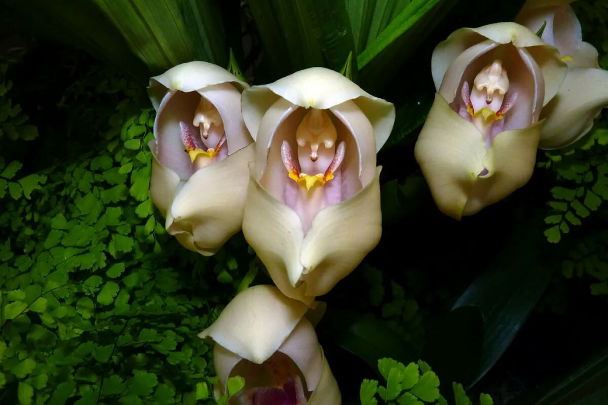 В «Аптекарском огороде» зацвели тропические орхидеи